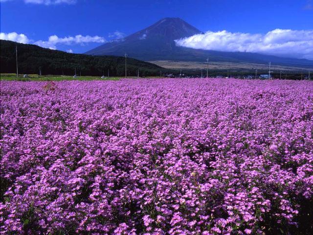 田野風光