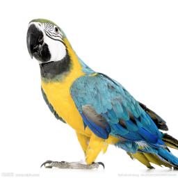 parrot
