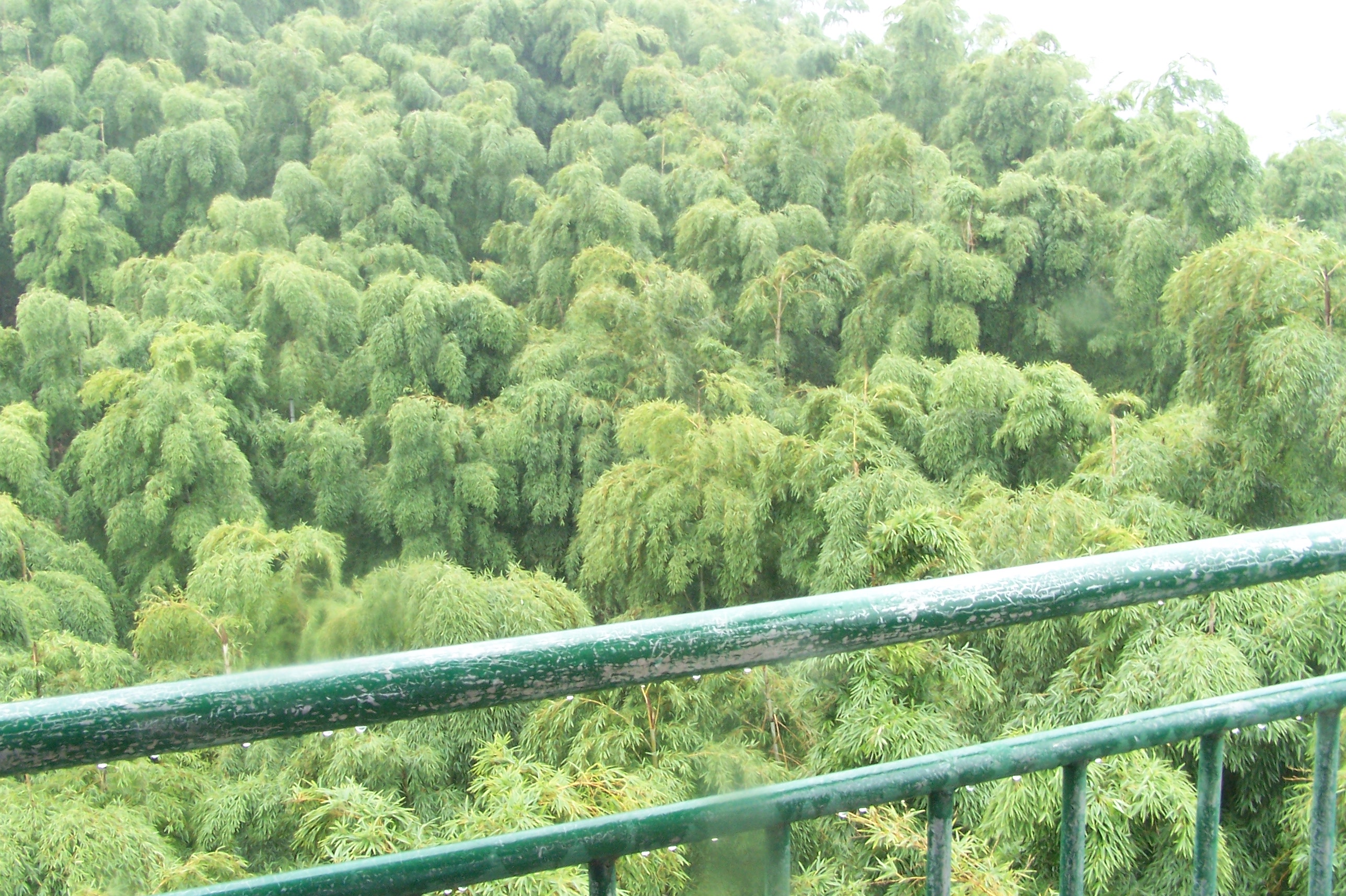 100_3505.JPG