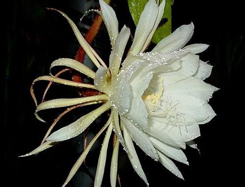 曇花一現(xiàn)