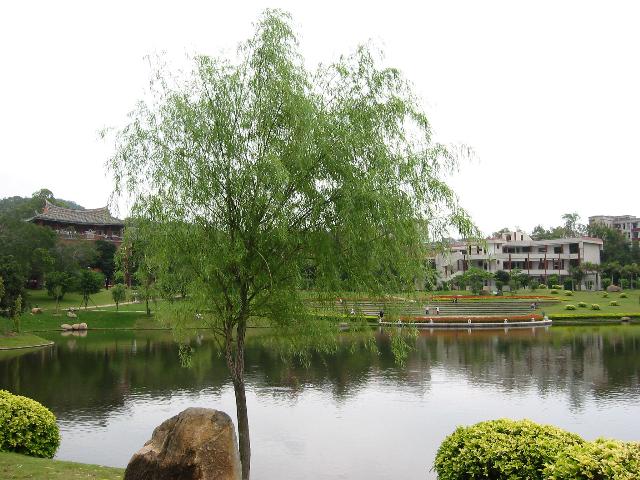 綠影婆娑