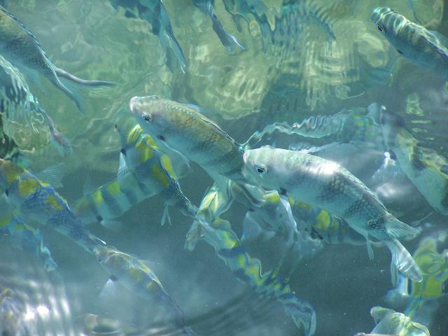 偶拍的，海魚哦！