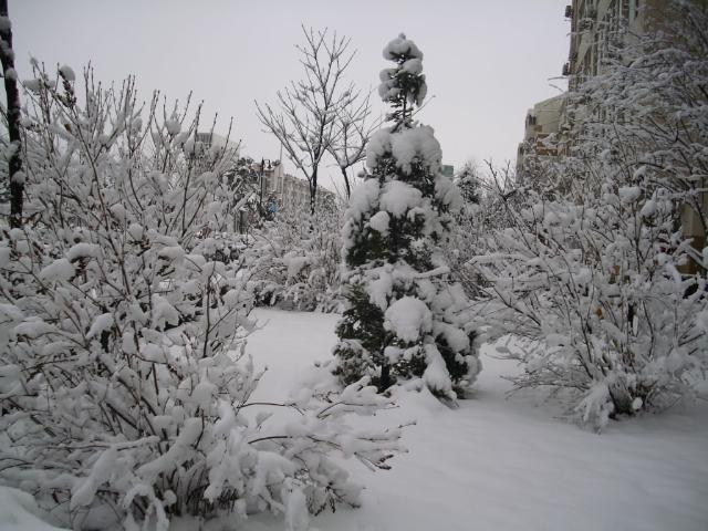 學院里的雪