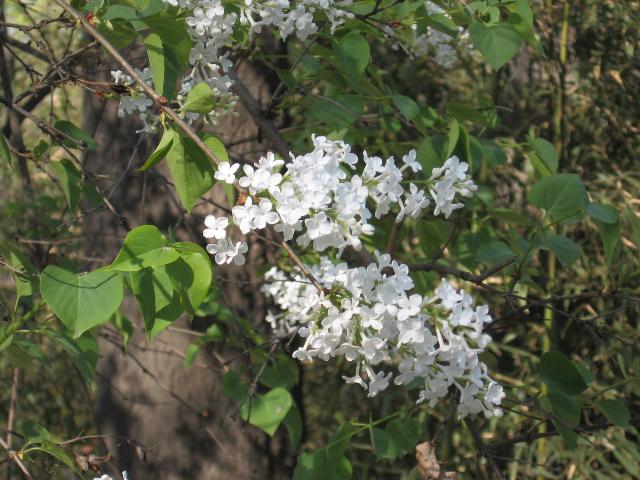 丁香花